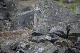 Image of Peruvian Pipit