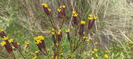 Слика од Tagetes foetidissima Hort. ex DC.