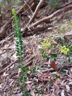 Image of Acacia cremiflora B. J. Conn & Tame