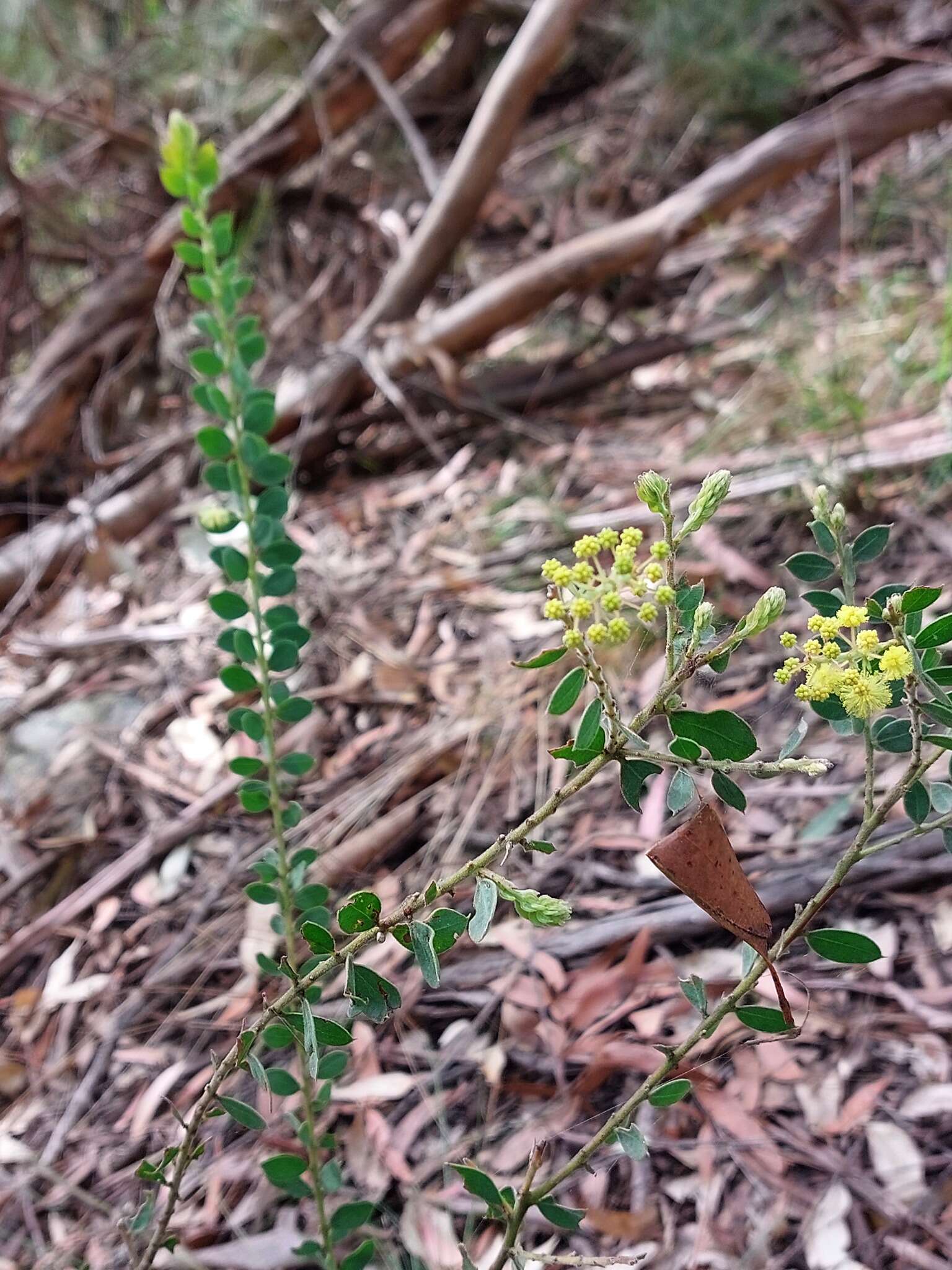 Acacia cremiflora B. J. Conn & Tame的圖片