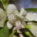 Imagem de Eremophila viscida Endl.