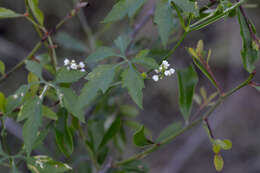 Image of Naudin's cyclanthera