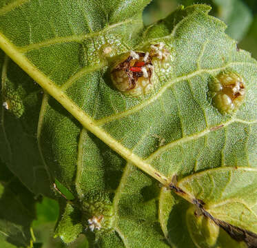 Image of Phylloxera russellae Stoetzel 1981