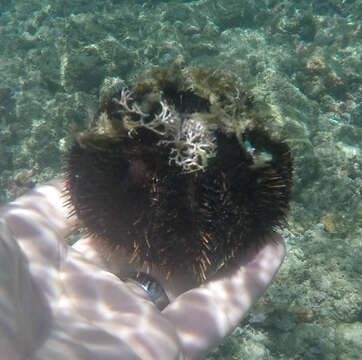 Image of Collector urchin