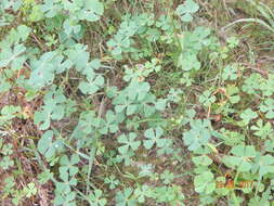 Image of hairy waterclover