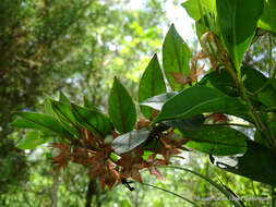 Image of Columnea schiedeana Schltdl.