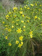 Imagem de Sonchus wildpretii U. & A. Reifenberger