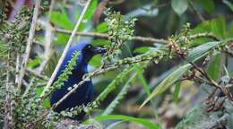 Image of Black-collared Jay