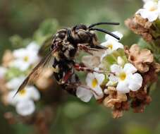 صورة Brachymelecta haitensis (Michener 1948) Jag