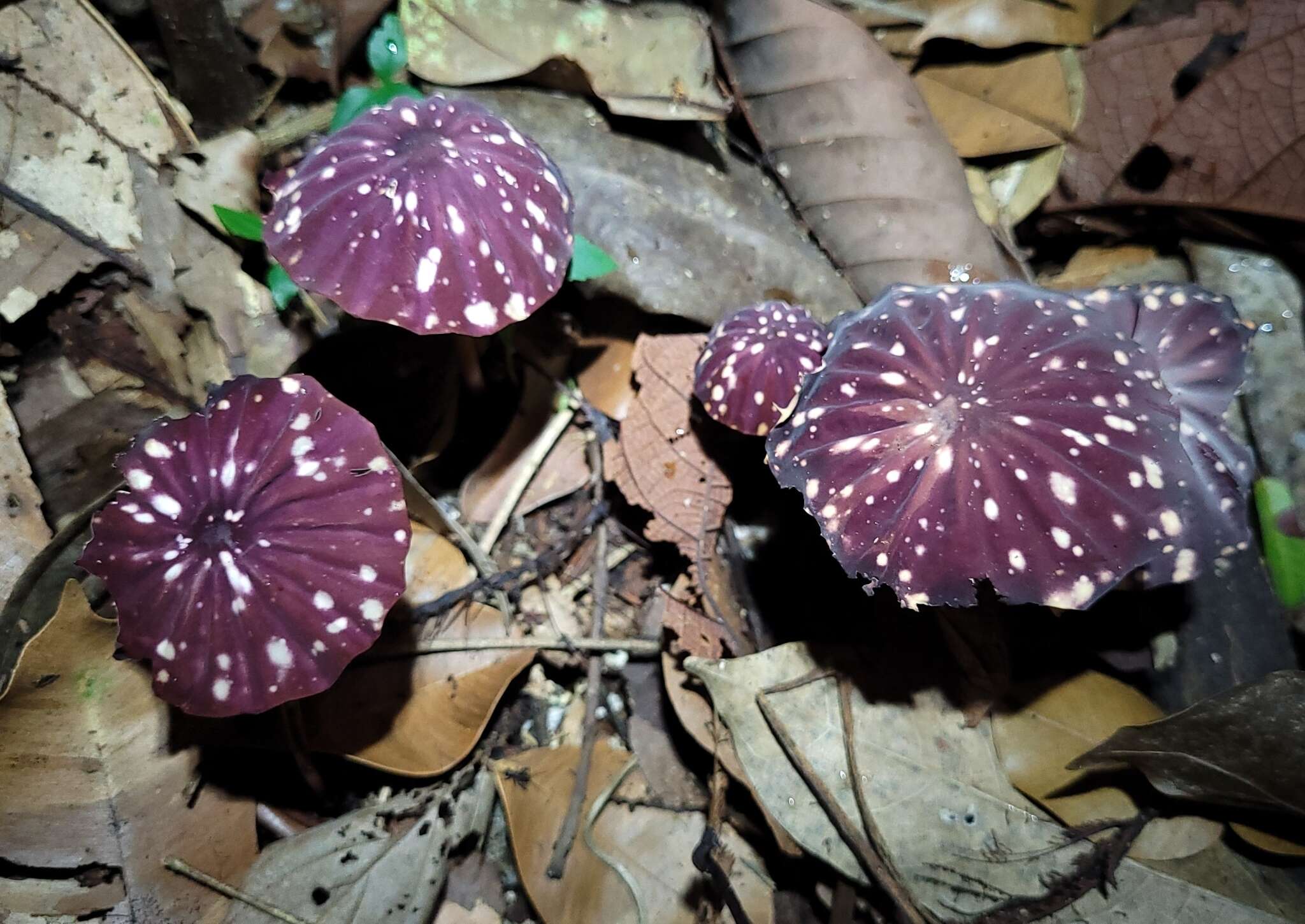 Imagem de Marasmius amazonicus Henn. 1904