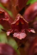 Image of Orobanche gracilis Sm.