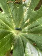 Image of European Oak Borer