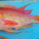 Image of Rosy Jewelfish