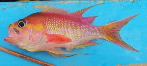 Image of Rosy Jewelfish
