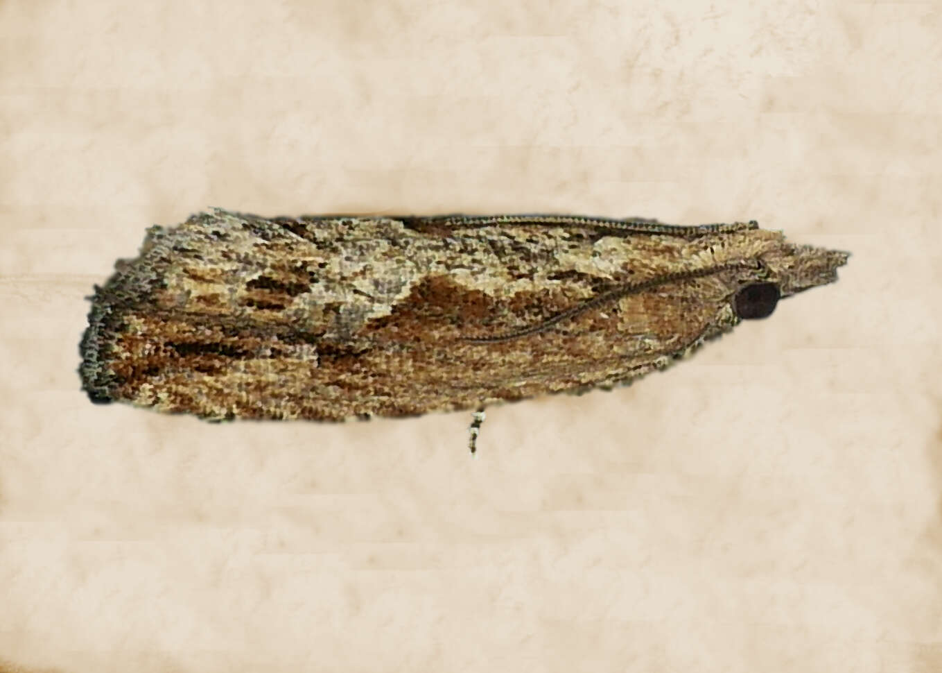 Image of Moth