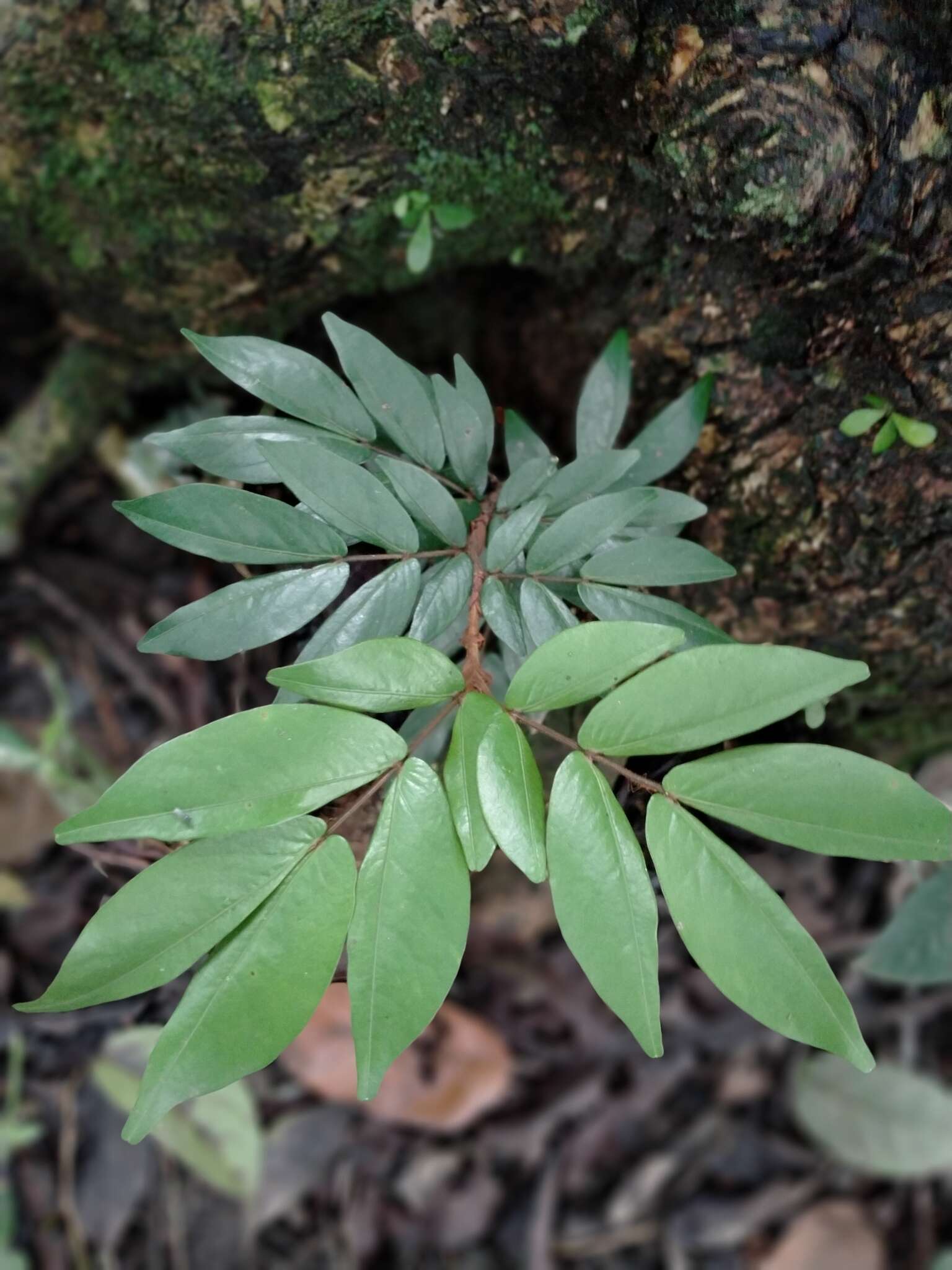 Image of Wrinkle Pod Mangrove