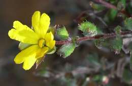 Image of Hibbertia aspera subsp. aspera