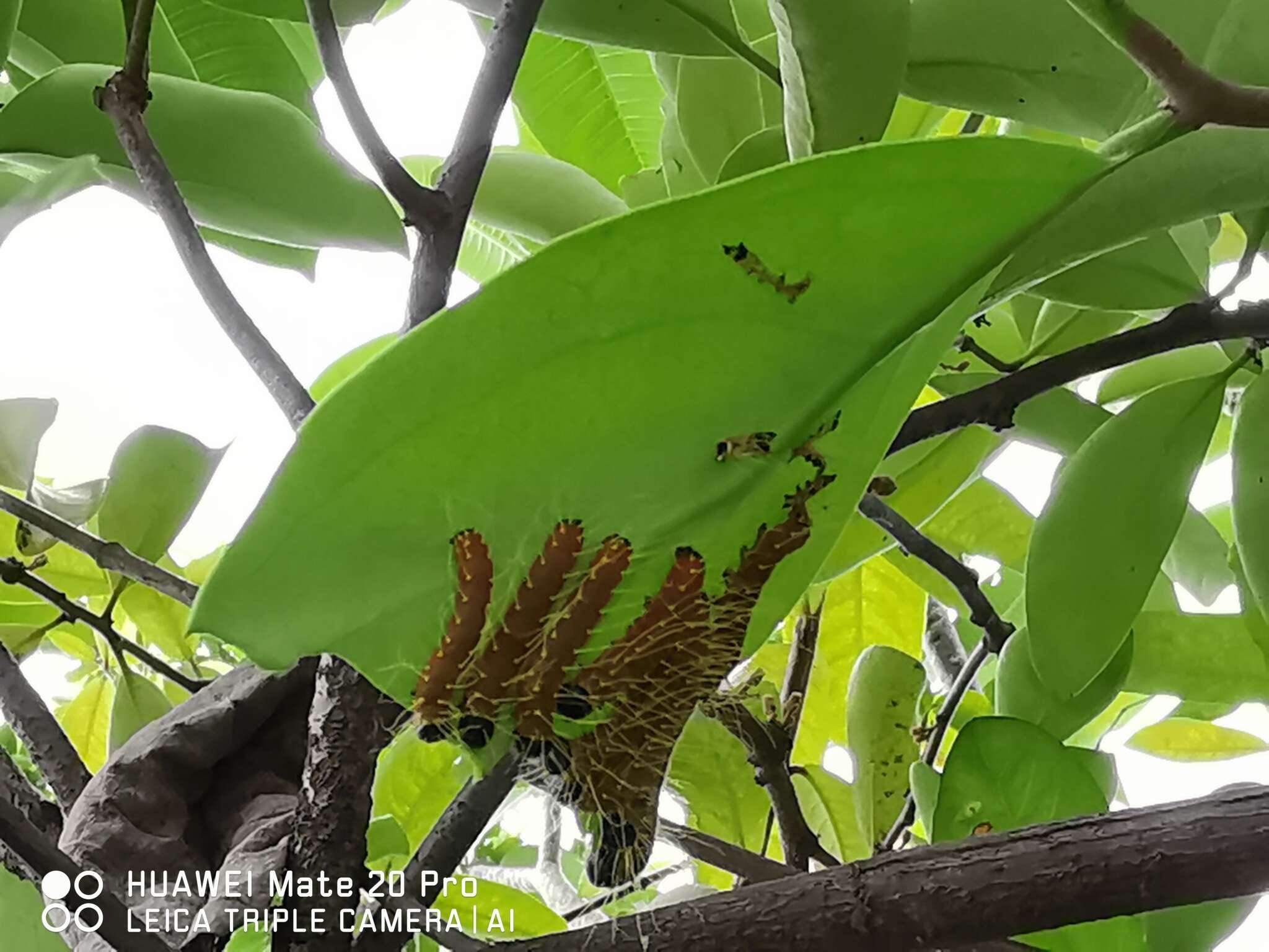 Imagem de Dendrophthoe pentandra (L.) Miq.