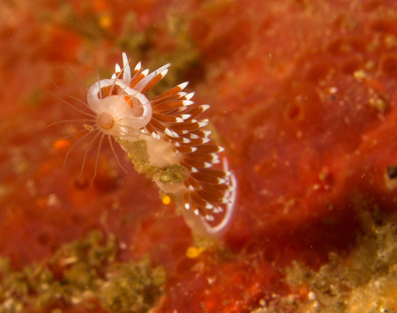 Image de Cratena capensis Barnard 1927