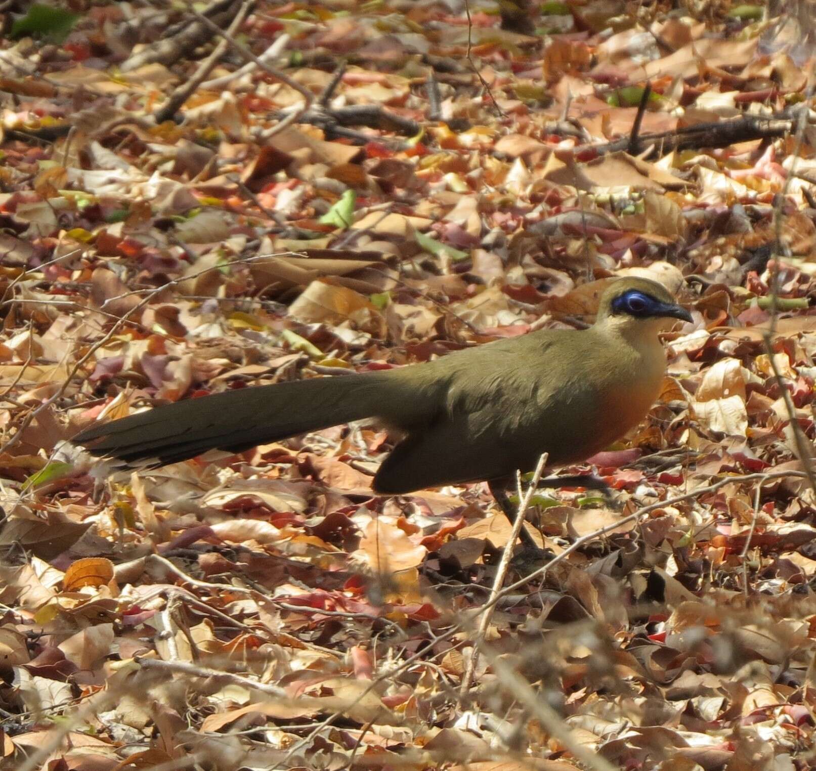 Image of Coquerel's Coua