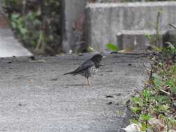 Image of Janpanese Thrush