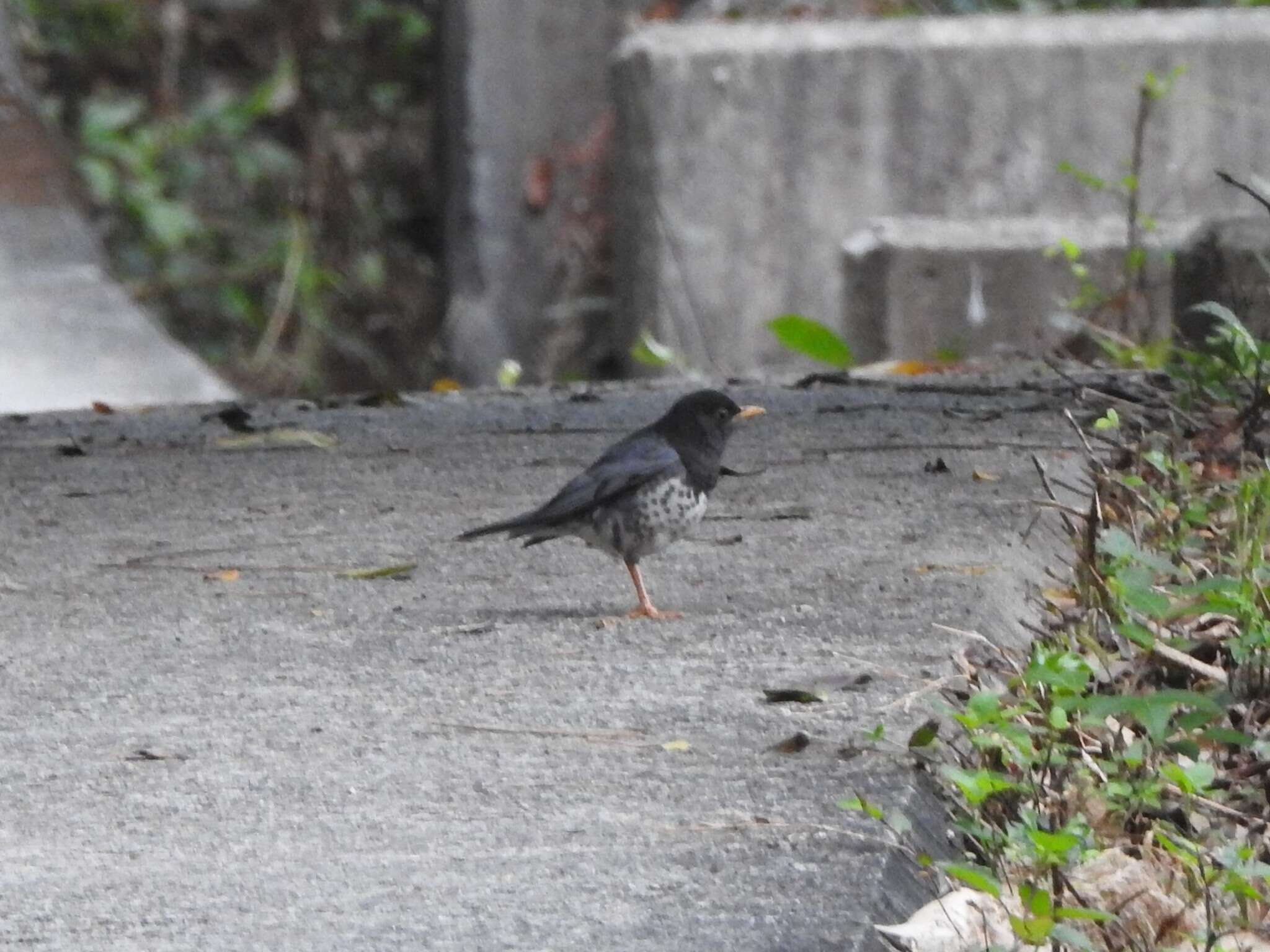 Image of Janpanese Thrush