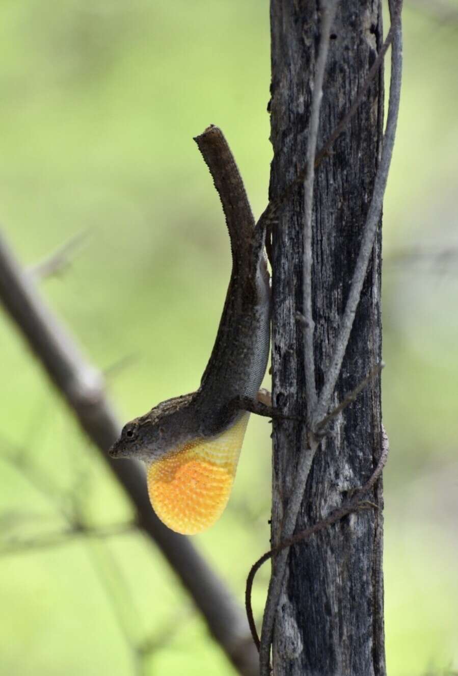 Image of Anolis jubar oriens Schwartz 1968