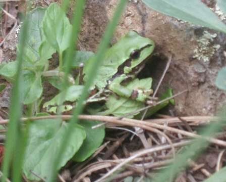 Sivun Dryophytes wrightorum (Taylor 1939) kuva