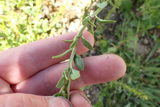 Image of shortfruit hedgemustard