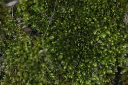 Image of plagiothecium moss