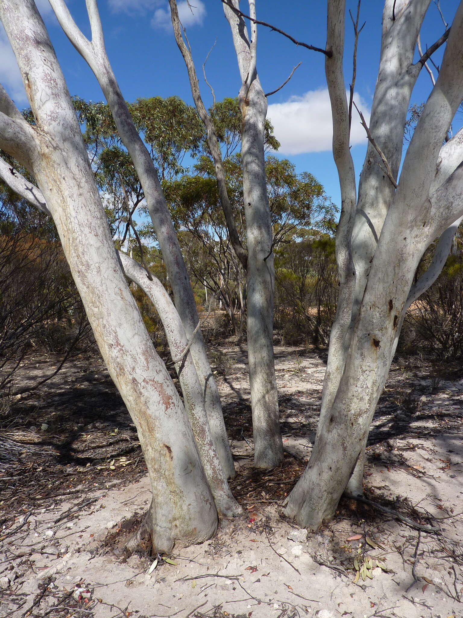 Image de Eucalyptus erythronema subsp. erythronema