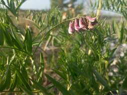 Imagem de Vicia megalotropis Ledeb.