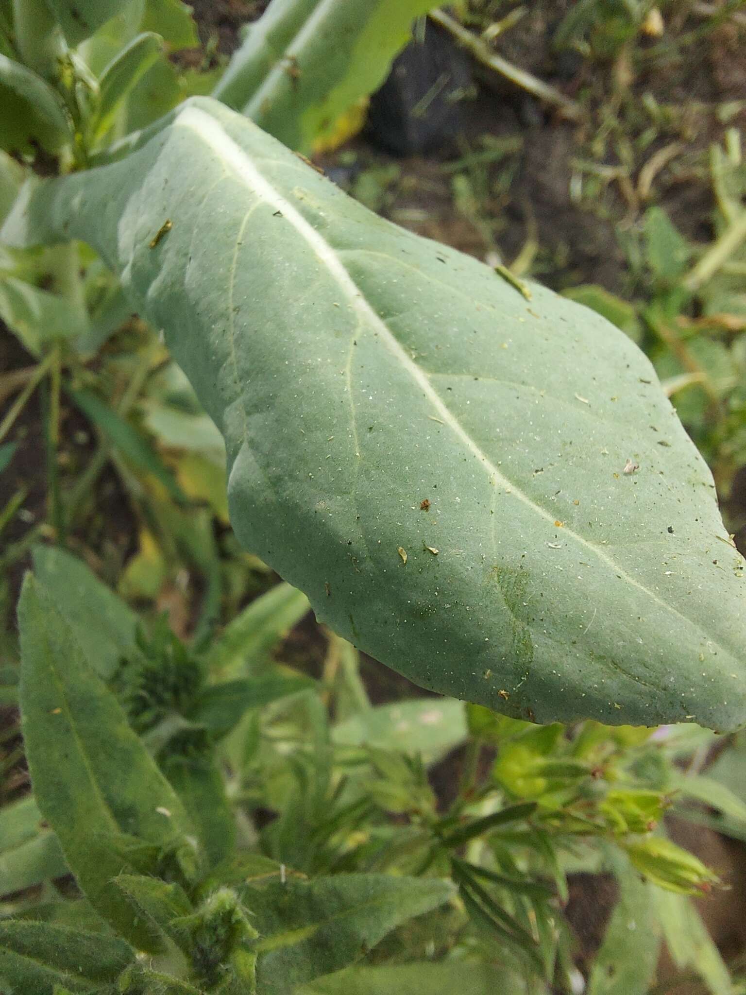 Myagrum perfoliatum L.的圖片