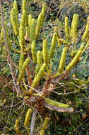 Image of Transvaal Cabbage Tree