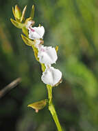 Image of Neobolusia tysonii (Bolus) Schltr.