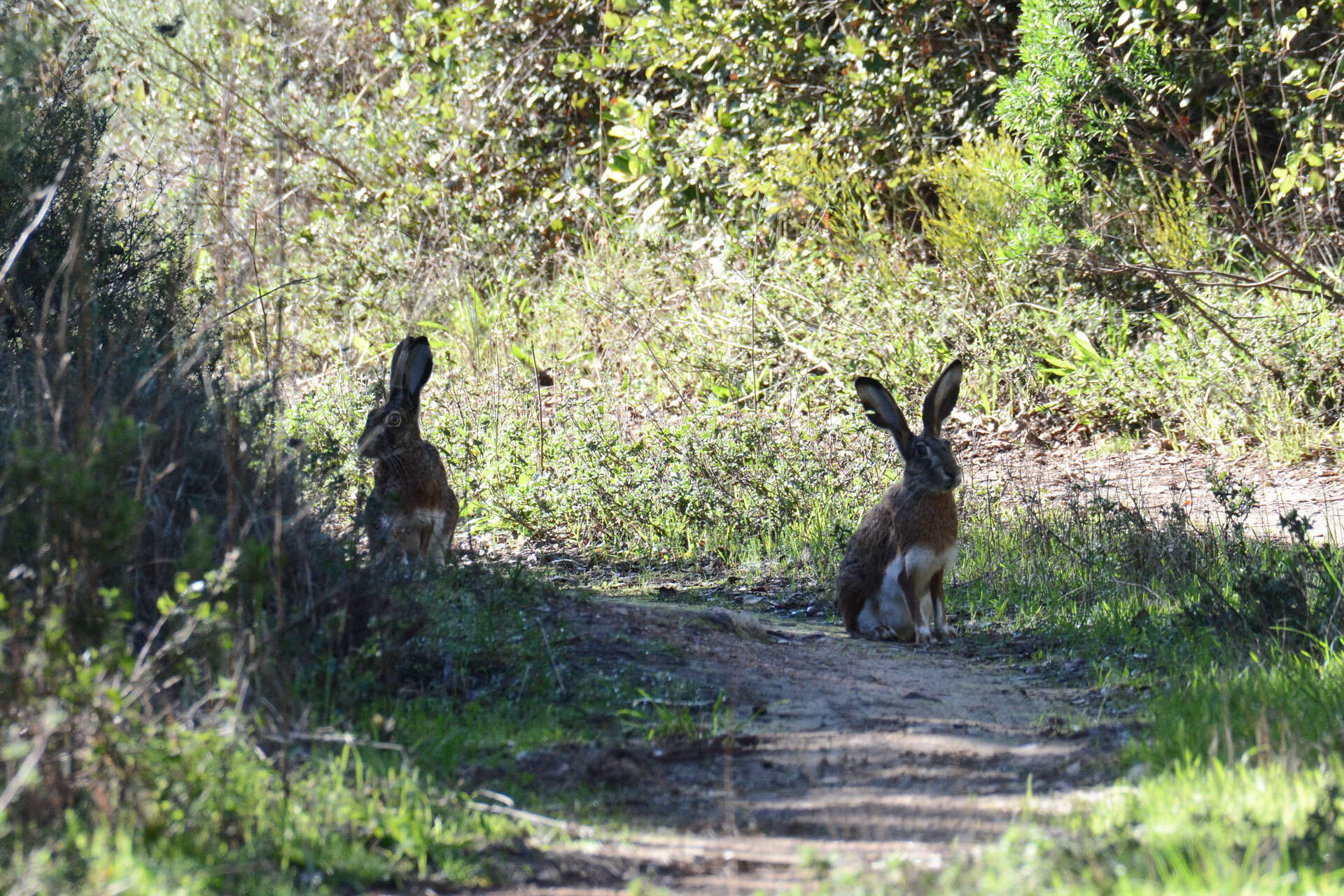 Image of Granada Hare