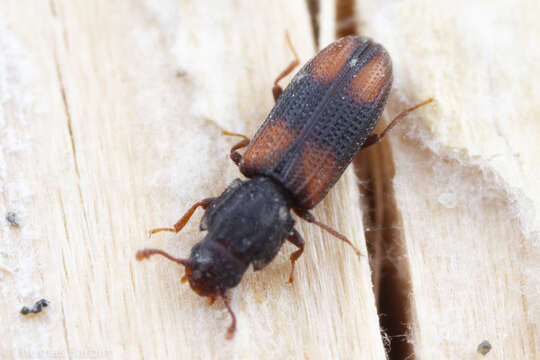 Image of Bark beetle