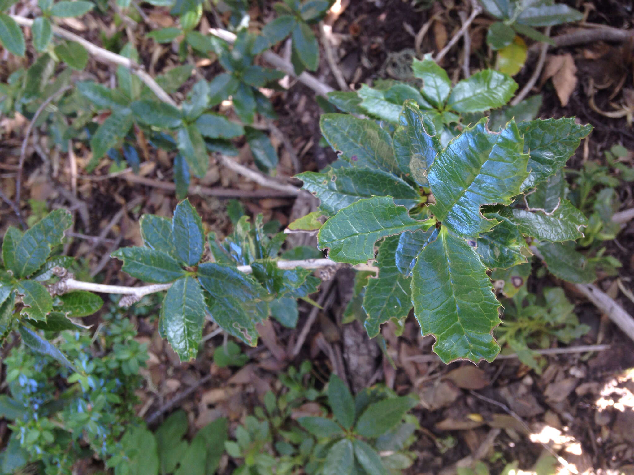 Image of Berberis pseudoilicifolia Skottsb.