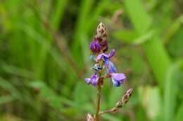 Plancia ëd Desmodium pringlei S. Watson