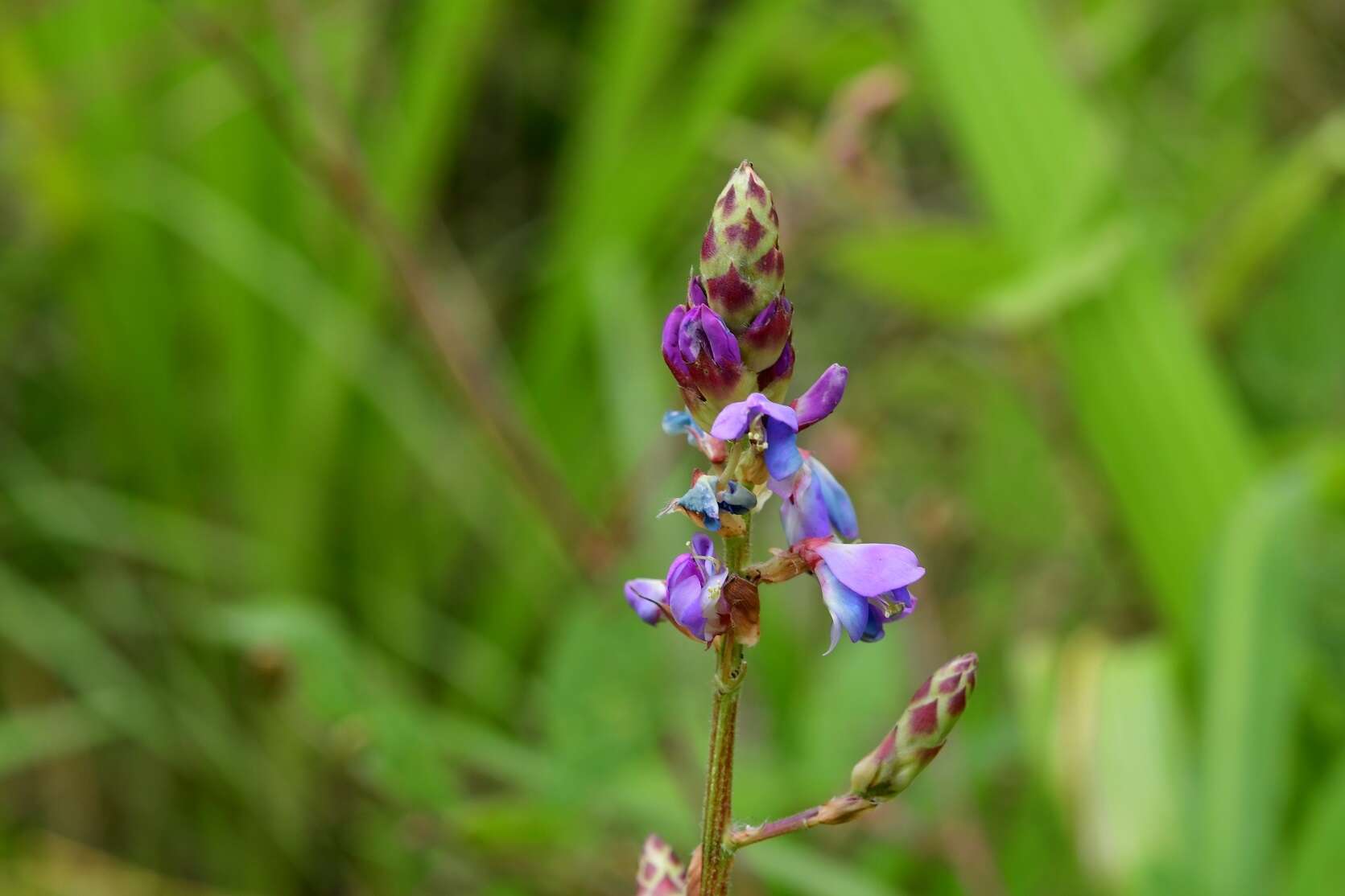 Plancia ëd Desmodium pringlei S. Watson