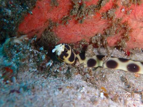 Image of Spotted snake eel