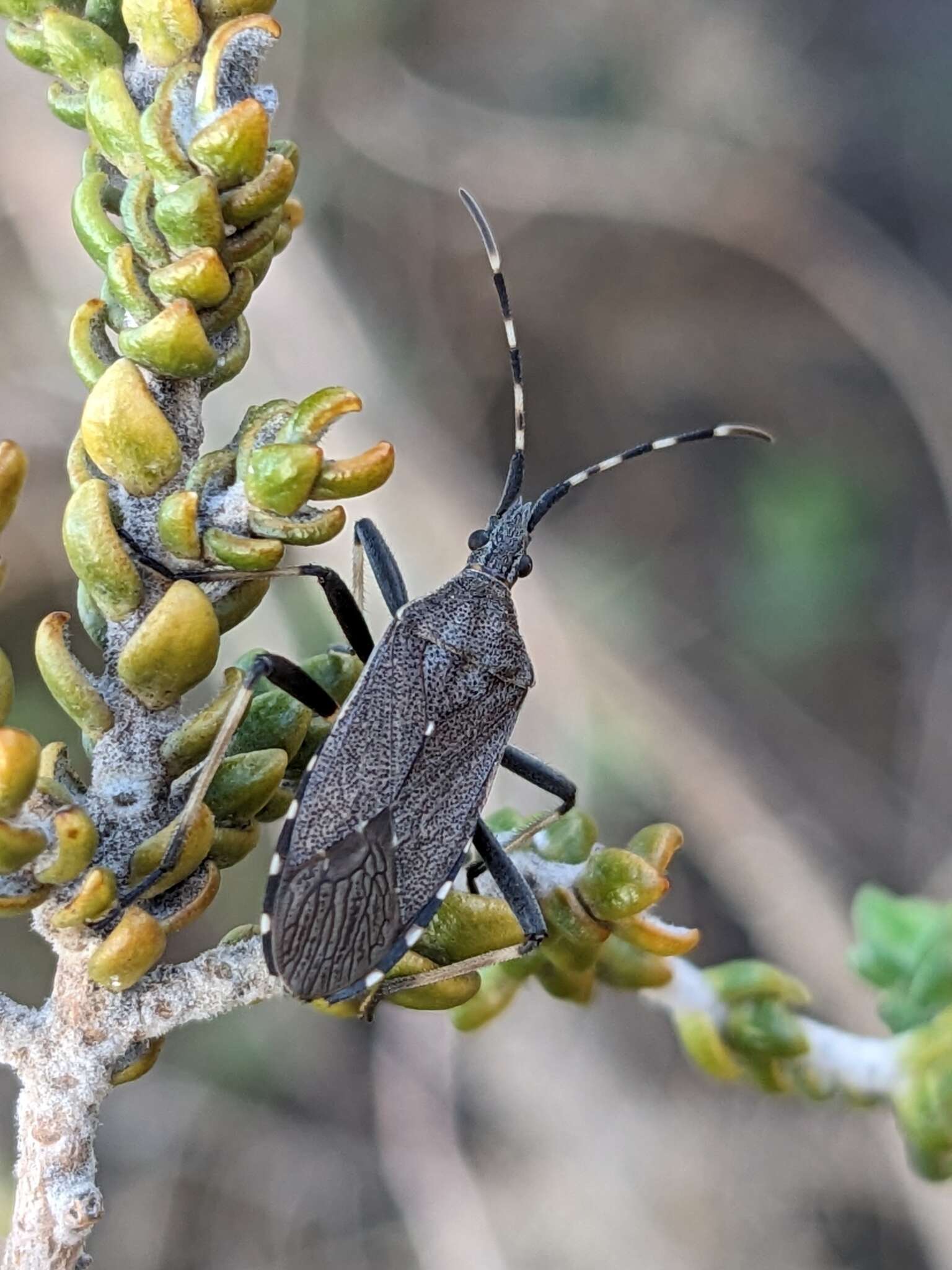 Imagem de Dicranocephalus marginicollis (Puton 1881)