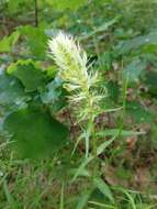 Image of Melampyrum argyrocomum Fisch. ex Steud.