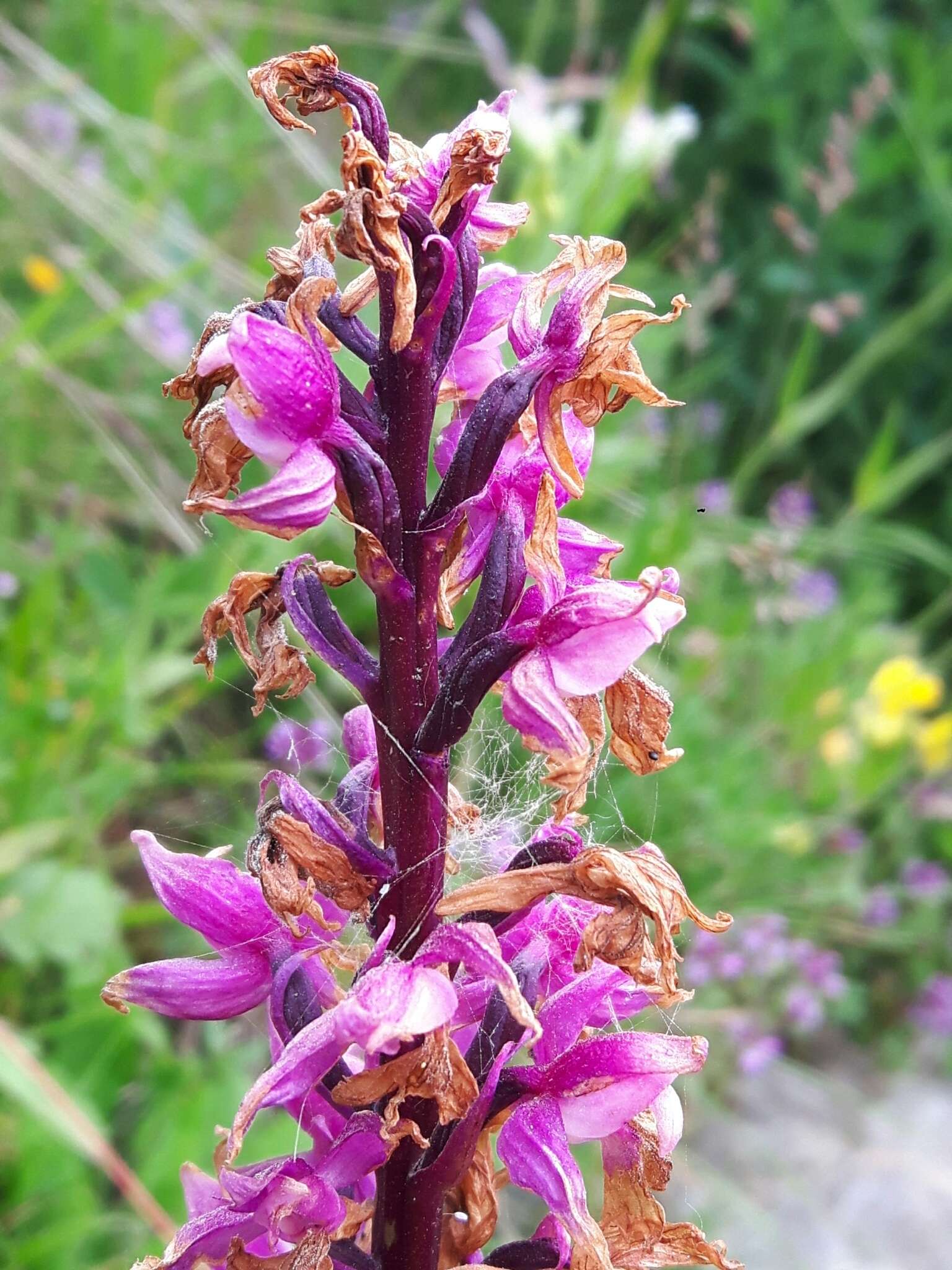 Image de Orchis mascula subsp. speciosa (Mutel) Hegi