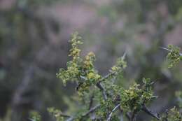 Image of Condalia fasciculata I. M. Johnst.