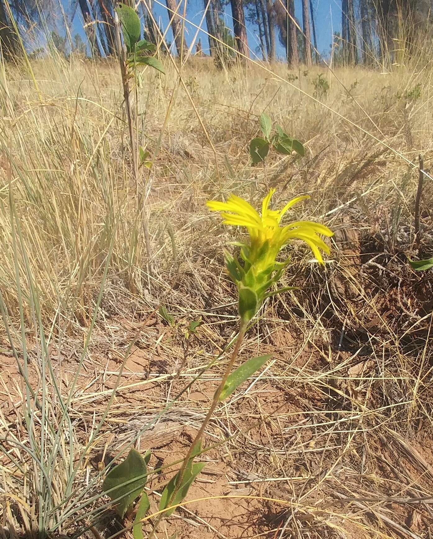 Image of Palouse goldenweed