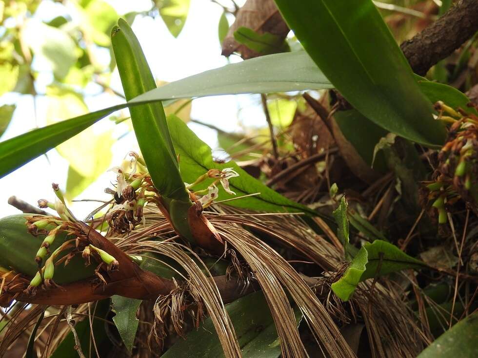 Image of Maxillaria densa Lindl.