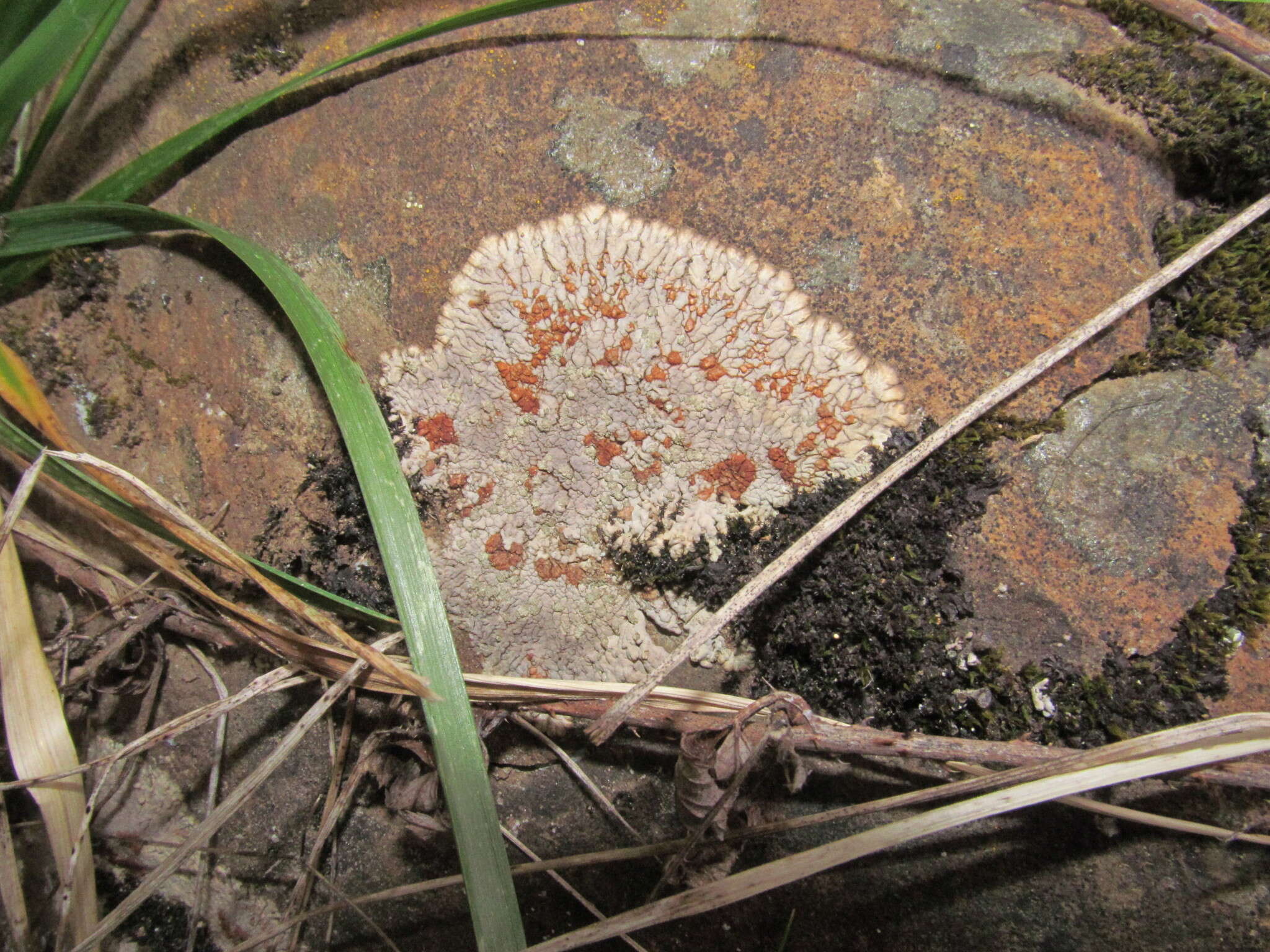 Plancia ëd Placopsis lambii Hertel & V. Wirth