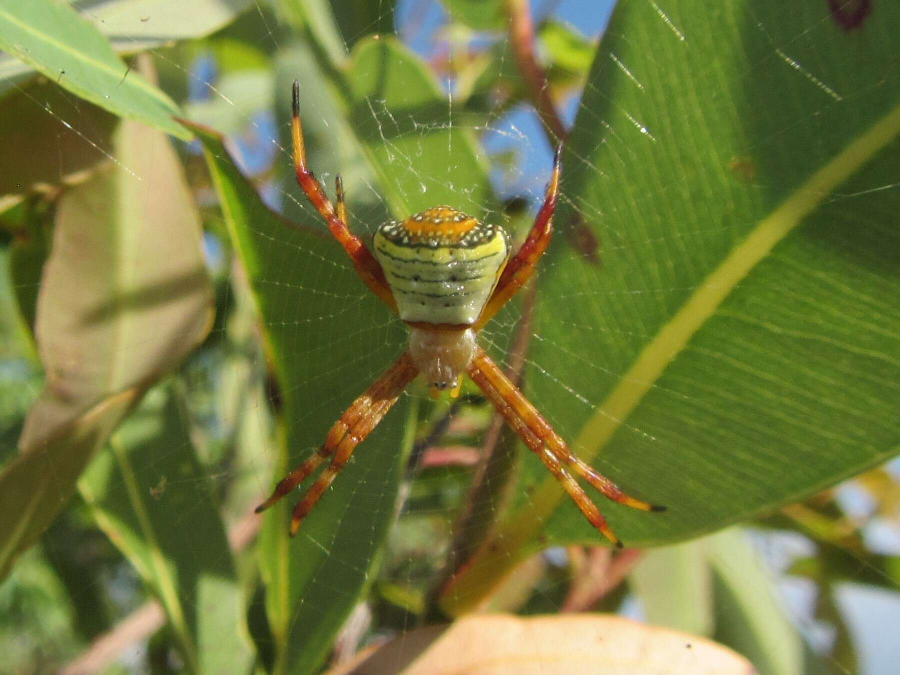 Imagem de Argiope kochi Levi 1983