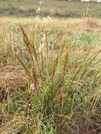 Image de Deschampsia cespitosa subsp. holciformis (J. Presl) W. E. Lawr.